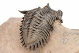 Metacanthina Trilobite With Reedops - Excellent Prep #209624-6